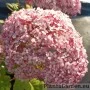 Puishortensia Sweet Annabelle